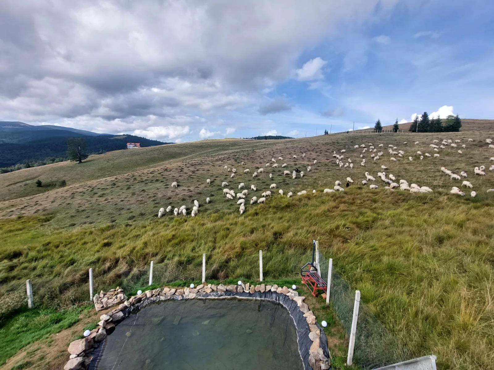 Pajiște montană și culmile din Păltiniș văzute de la Vila Narci